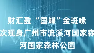 财汇盈 “国蝶”金斑喙凤蝶首次现身广州市流溪河国家森林公园